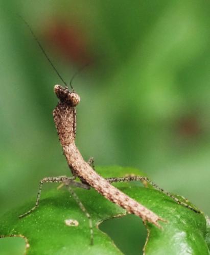 Tarachodinae